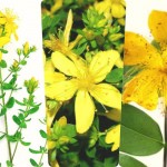 Cildinizin Gençleşmesine Yardımcı Olan 7 Bitki – Sarı Kantaron